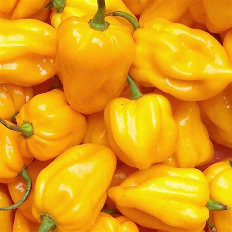 Capsicum Yellow Flavor And Health Benefits | Veggies Info