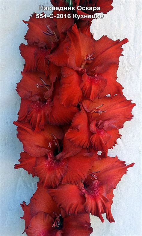 Гладиолус Наследник Оскара Коллекция © Лазаревич Тамары mirgladiolus.ru ...