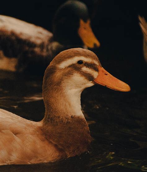 Saxony Ducks: What You Need to Know From a Breeder - The Peasant's Daughter