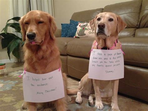 Lab Puppy Memes
