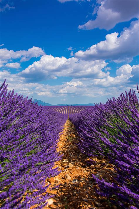 Download Lavender Wallpaper
