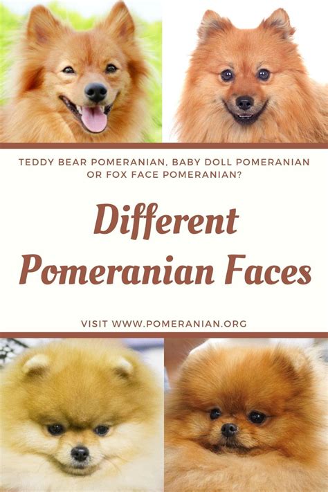 Pomeranian Faces. Teddy Bear Pomeranian, Baby Doll Pomeranian or Fox Face Pomeranian? # ...