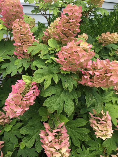 Oak Leaf Hydrangea: Easy to Grow and Beautiful Pink Color