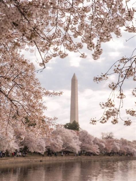 Washington DC Cherry Blossoms Guide - Live Love Run Travel