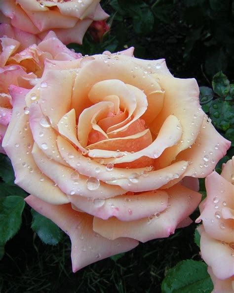 roses pictures