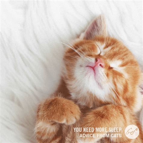 sleeping cat gif unpacking  viral sensation