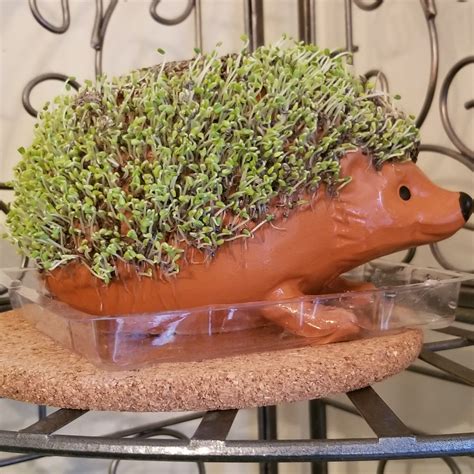 chia pets instructions 4
