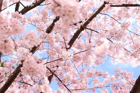 Springtime Festivals, New Public Art, Cherry Blossom-Themed Events and