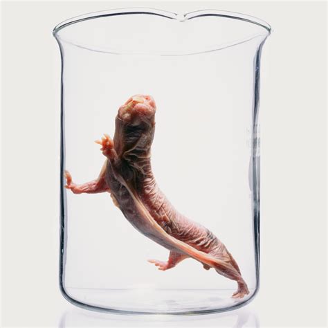 Naked mole rats are fertile until they die. Here’s how that can help us
