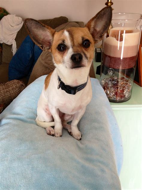 Chihuahua Corgi Mix | Corgi chihuahua mix, Corgi, Puppies