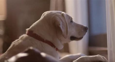 Budweiser's Latest Responsible Drinking Ad Is All Kinds of Cute