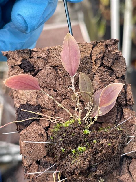 Lepanthes scalaris blooming size division!