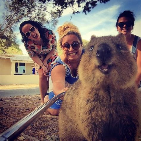 quokka selfie  cutest trend  australia   bored panda