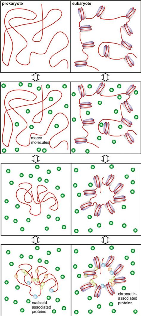 Macromolecular crowding leads to strong compaction of genomes. The ...