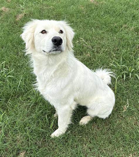 Adopt Tilly Today - Find Paw Pal