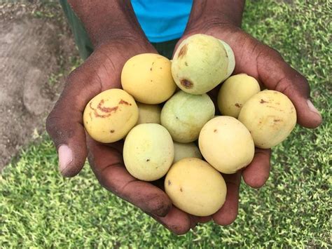 marula fruit   zambia