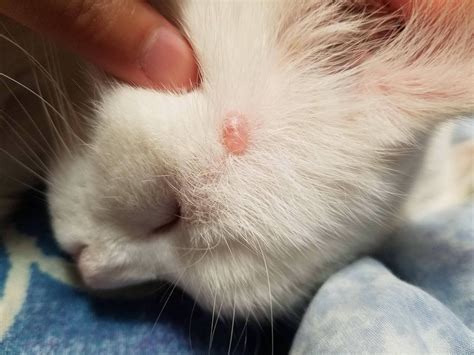 Lump Under Skin Wart at Carly Decosta blog