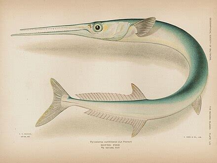 houndfish wikipedia
