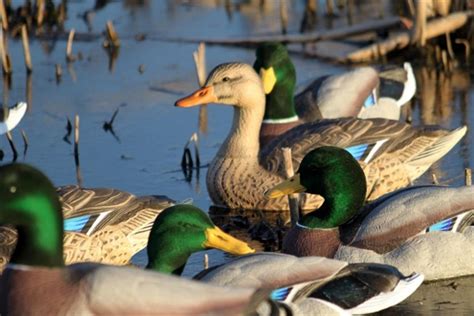 Prairiewind Decoys. *FREE SHIPPING* Flocked Head Mallard Floater Duck