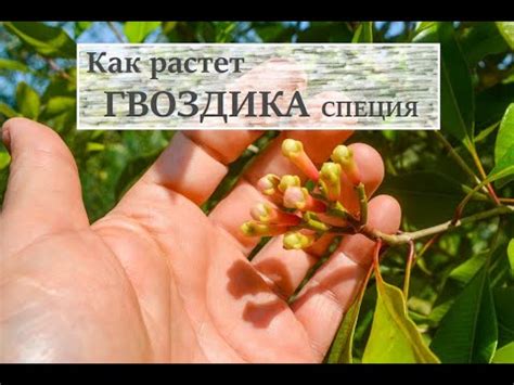 Как растет гвоздика (пряность). Специи для магазина Васи Емельяненко ...