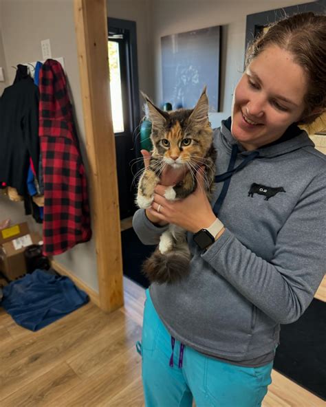 Docs Ben and Erin | 👍🏻 if you like this Maine coon kitten ️ ️ ️#