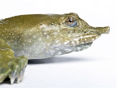 Turtles Urinate via Their Mouths—A First | National Geographic