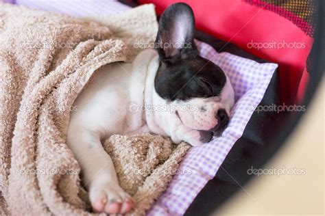 Baby french bulldog sleeping | Sleeping French bulldog puppy — Stock Photo © Patryk_Kosmider ...