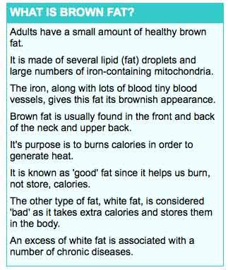 Brown Fat Weight Loss Pill