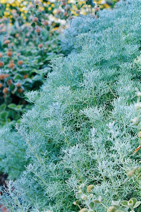 How to Plant and Grow Artemisia