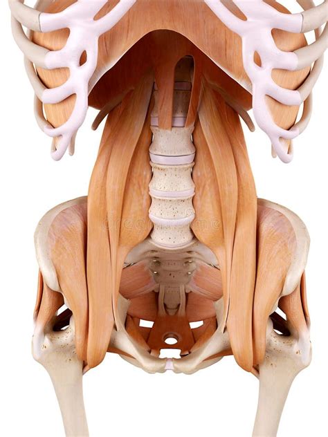 Hip muscles stock illustration. Illustration of human - 59785330
