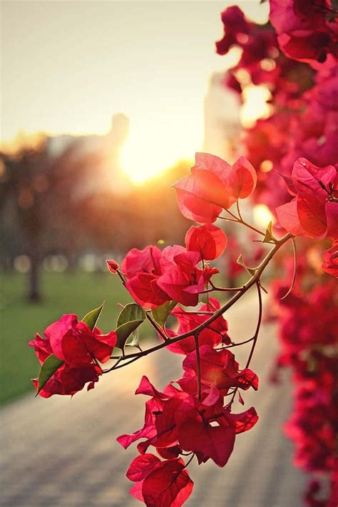stunning flower nature wallpaper   device