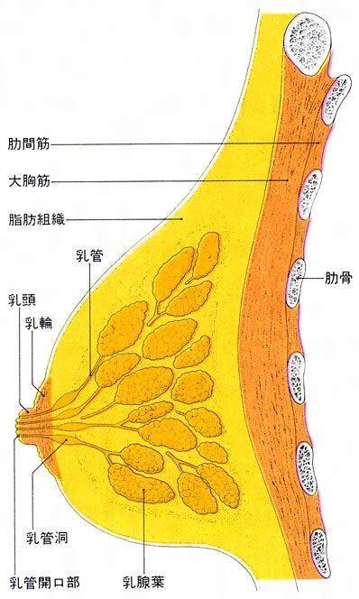 乳頭(ニュウトウ)とは？ 意味や使い方 - コトバンク