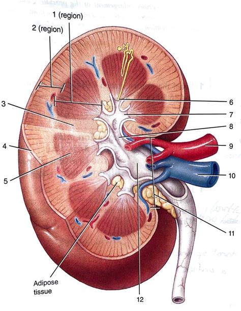 Interior Kidney Anatomy at Brianna Rocher blog