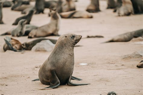 Naked+Couples+On+The+Beach Photos, Download The BEST Free Naked+Couples