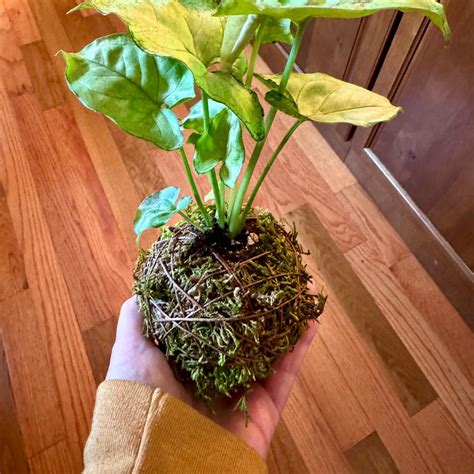 dwarf princess syngonium Plant Care: Water, Light, Nutrients | Greg App 🌱