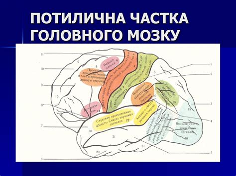 Кора головного мозку - презентация онлайн