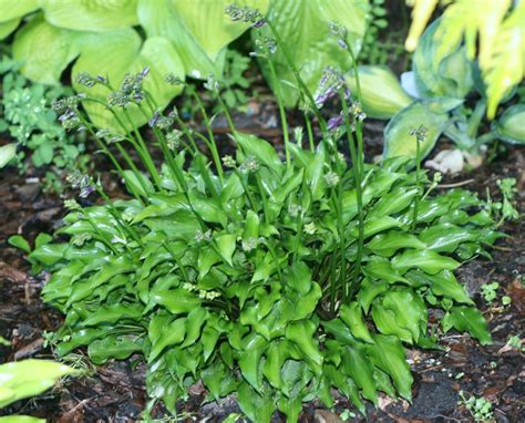hosta venusta brookfield plants