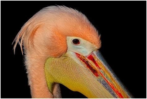 Pelikan Schnabel Vogel - Kostenloses Foto auf Pixabay - Pixabay