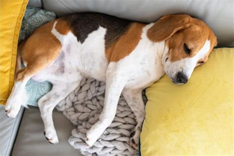 21 Beagle Health Problems (from Experienced Owners)