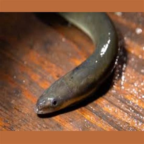 தமிழகத்தில் புதிய வகை விலாங்கு மீன் கண்டுபிடிப்பு | தமிழ்க்களம்