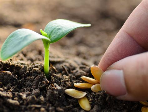 Discover Which Seed Will Grow in 3 Days? A Quick Guide to Fast-Growing