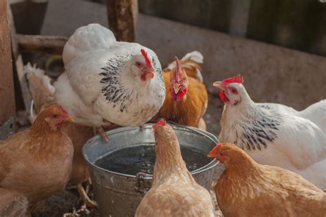 Backyard Chicken Coops: All You Need to Know - Trusty Barn