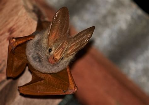 big bat year  quest    worlds bats