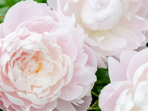 Herbaceous Peonies | New York Botanical Garden