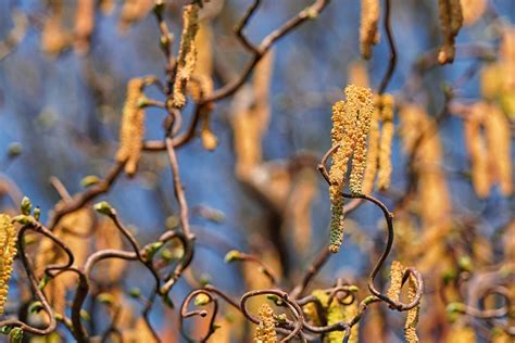 Hazel Spring Nature - Free photo on Pixabay - Pixabay