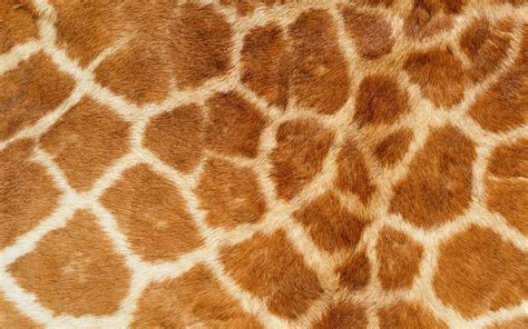 Giraffe Pattern