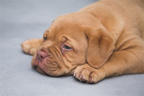 Quando Cachorro Morde O Que Fazer - O que fazer quando o cachorro fica se mordendo - 5 passos