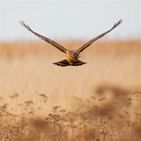 northern harrier  behance