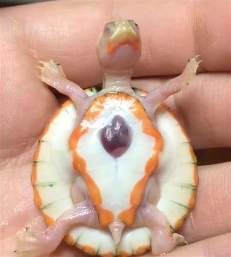 Baby Albino Turtle Born With Exposed Heart