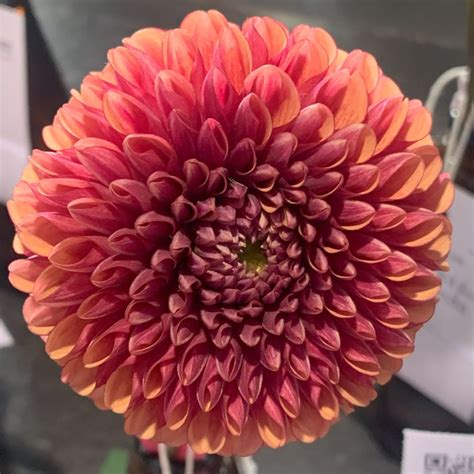 Jowey Linda Dahlia Tubers - Florabundance Wholesale Flowers